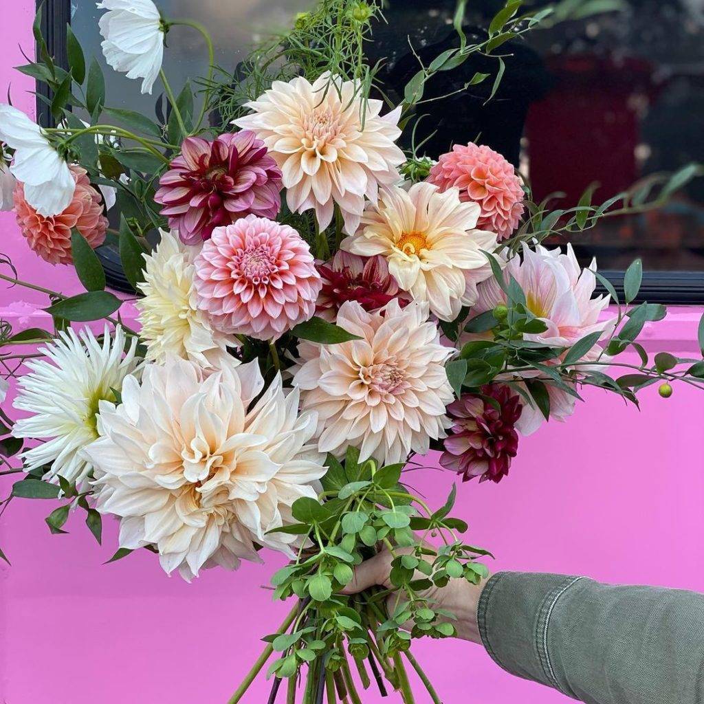 Dahlias