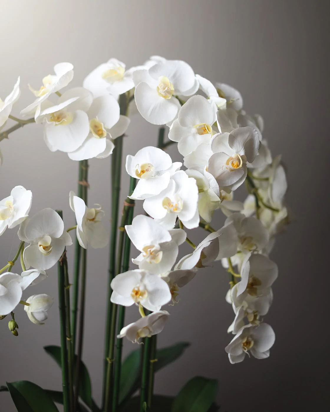 Orchids (artificial)