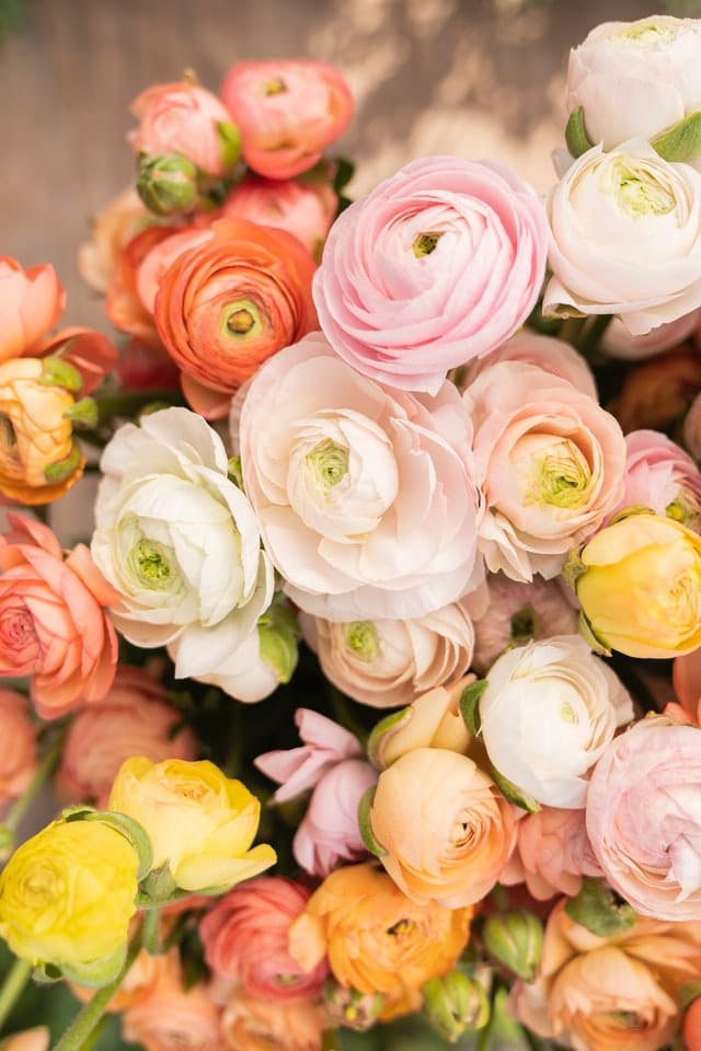 Ranunculus Ranunculus