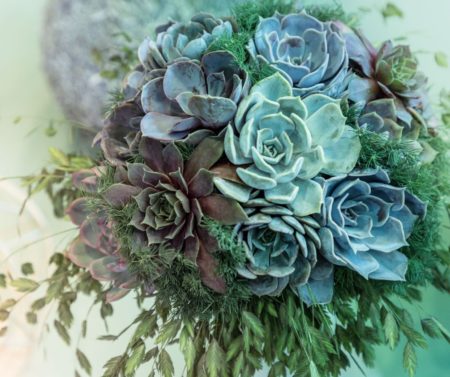Succulents