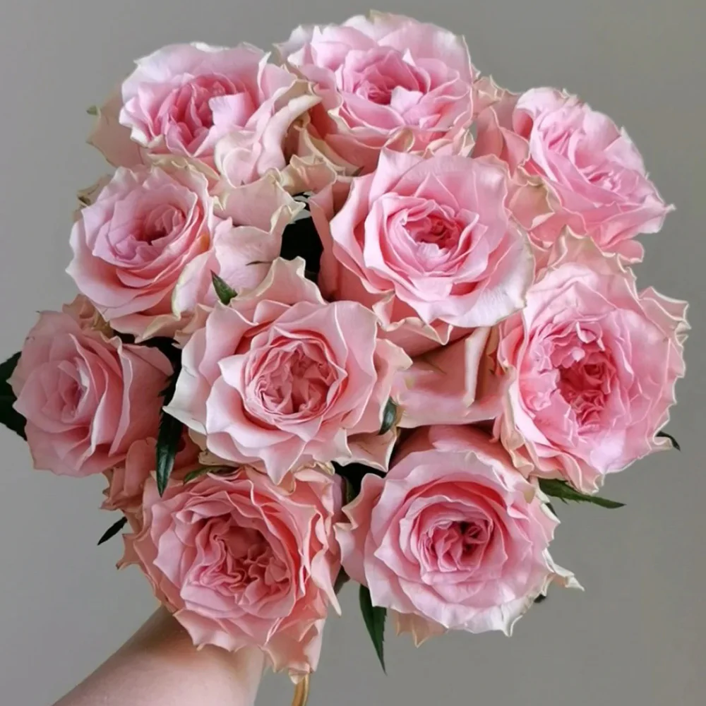 Hybrid Tea Roses