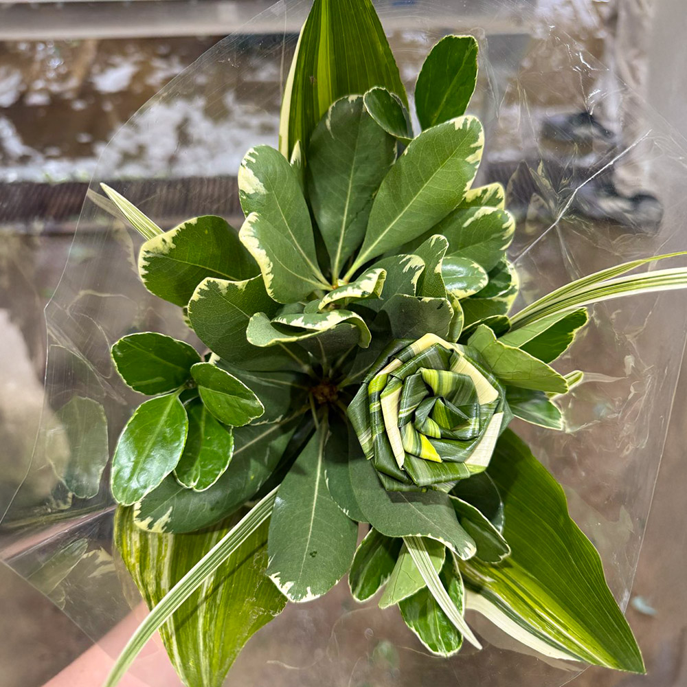 Pittosporum Variegated Pittosporum Variegated