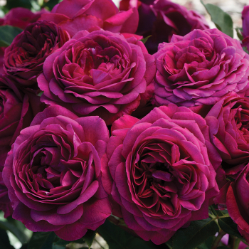 ROSE, FLORIBUNDA, CELESTIAL NIGHT