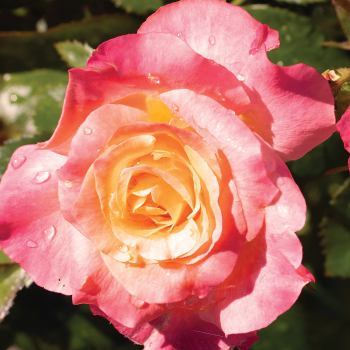 ROSE, FLORIBUNDA, DAY BREAKER