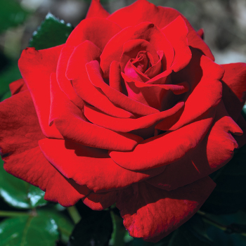 ROSE, FLORIBUNDA, DROP DEAD RED