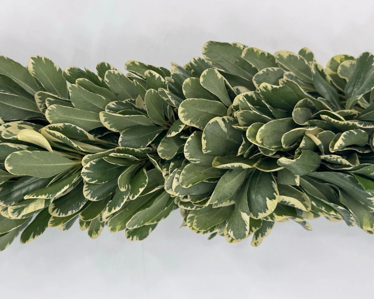 Pittosporum Variegated