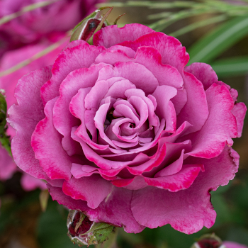 ROSE, FLORIBUNDA, ANGEL FACE