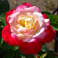 Doble Delight Rose Doble Delight Rose