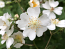 Multiflora rose Multiflora rose