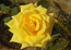 Rosa foetida 