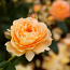 ROSE FLORIBUNDA AT LAST ROSE FLORIBUNDA AT LAST
