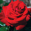 ROSE, FLORIBUNDA, DROP DEAD RED