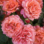 ROSE FLORIBUNDA  EASY DOES IT