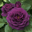 ROSE, FLORIBUNDA, EBB TIDE ROSE, FLORIBUNDA, EBB TIDE