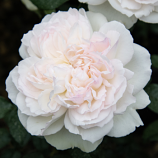 ROSE  FLORIBUNDA, BOLERO