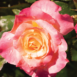 ROSE, FLORIBUNDA, DAY BREAKER