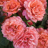 ROSE FLORIBUNDA  EASY DOES IT