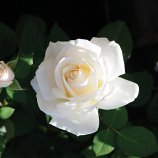 ROSE, FLORIBUNDA, EASY SPIRIT