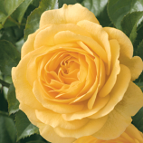 ROSE, FLORIBUNDA, JULIA CHILD