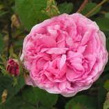 Cabbage rose (Rosa x centifolia