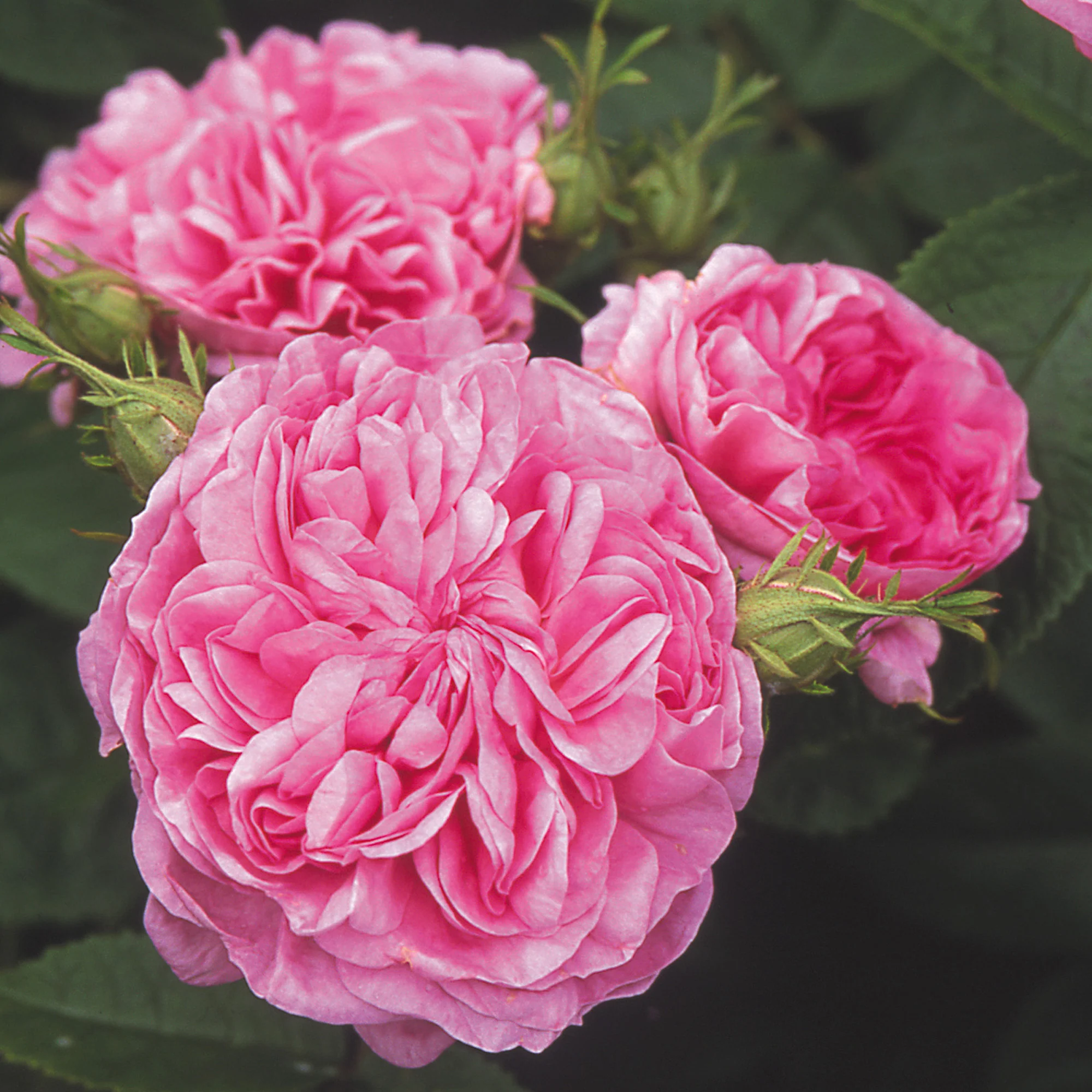 Damask Rose