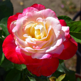 Doble Delight Rose
