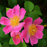 French rose