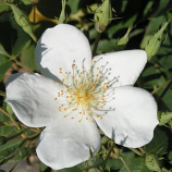 Rosa Moschata
