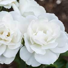 Rosa KORbin (Rosa Iceberg)