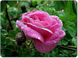 Tea rose
