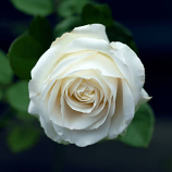 White rose of York (Rosa x alba)