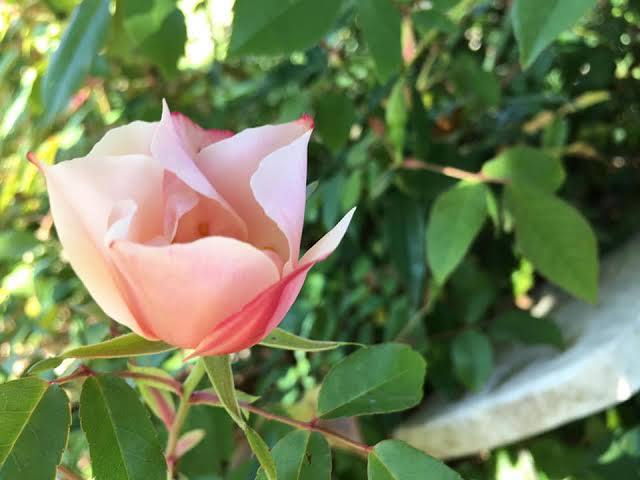 China rose